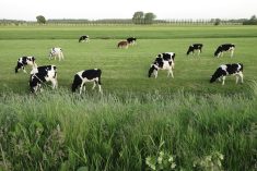 Fourrage : Et si déprimer était gagner en qualité?