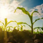 La Cornbelt hisse les marchés vers le haut