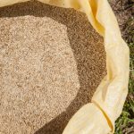 3 règles d’entreposage optimal des semences