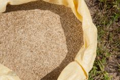 3 règles d’entreposage optimal des semences