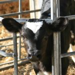 veau laitier, Holstein