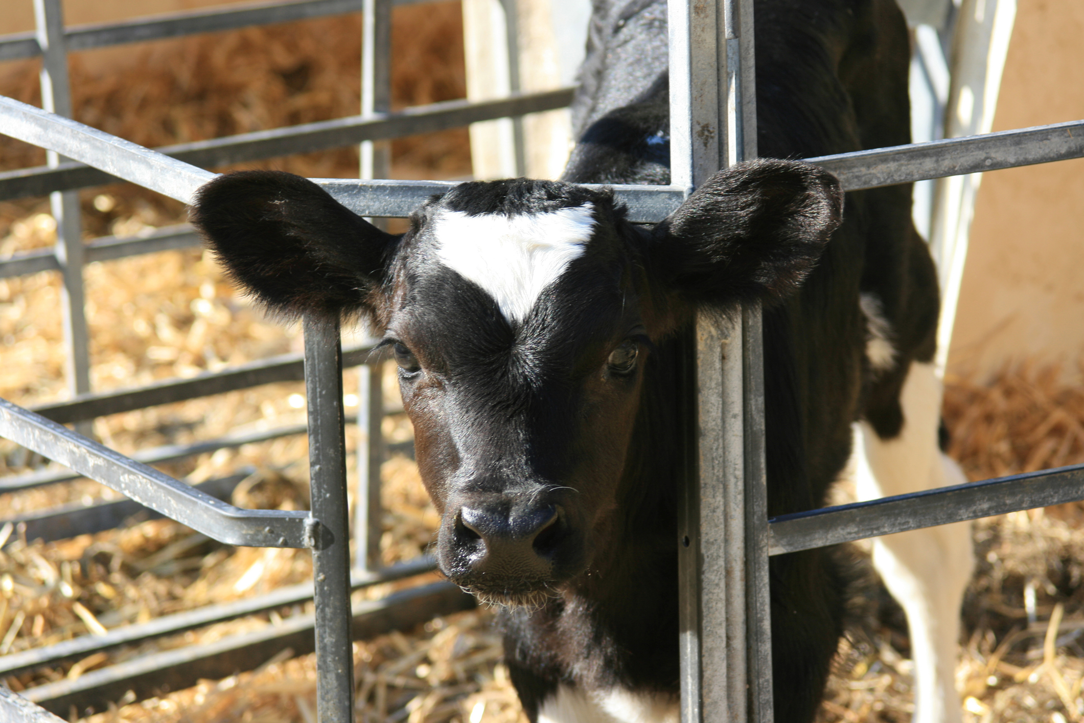 veau laitier, Holstein
