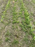 Repousse de graminées après un traitement avec un antigerminatif qui n’a pas été activé par la pluie.