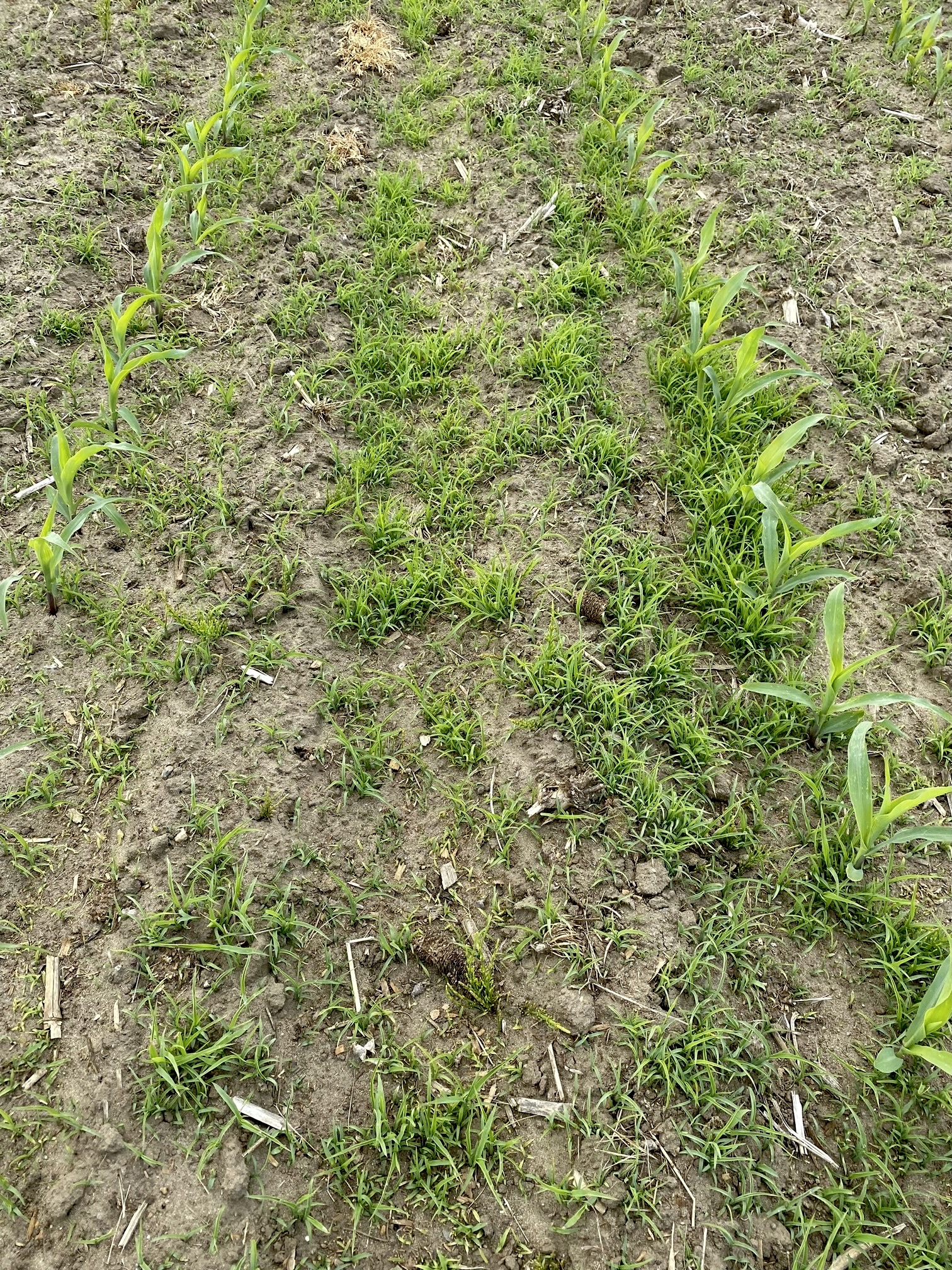 Repousse de graminées après un traitement avec un antigerminatif qui n’a pas été activé par la pluie.