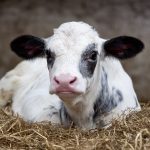veau pas capable de se lever décubitus