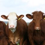 12 millions $ pour une industrie bovine durable