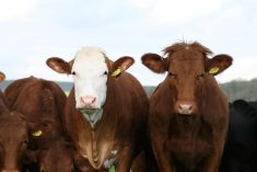 12 millions $ pour une industrie bovine durable