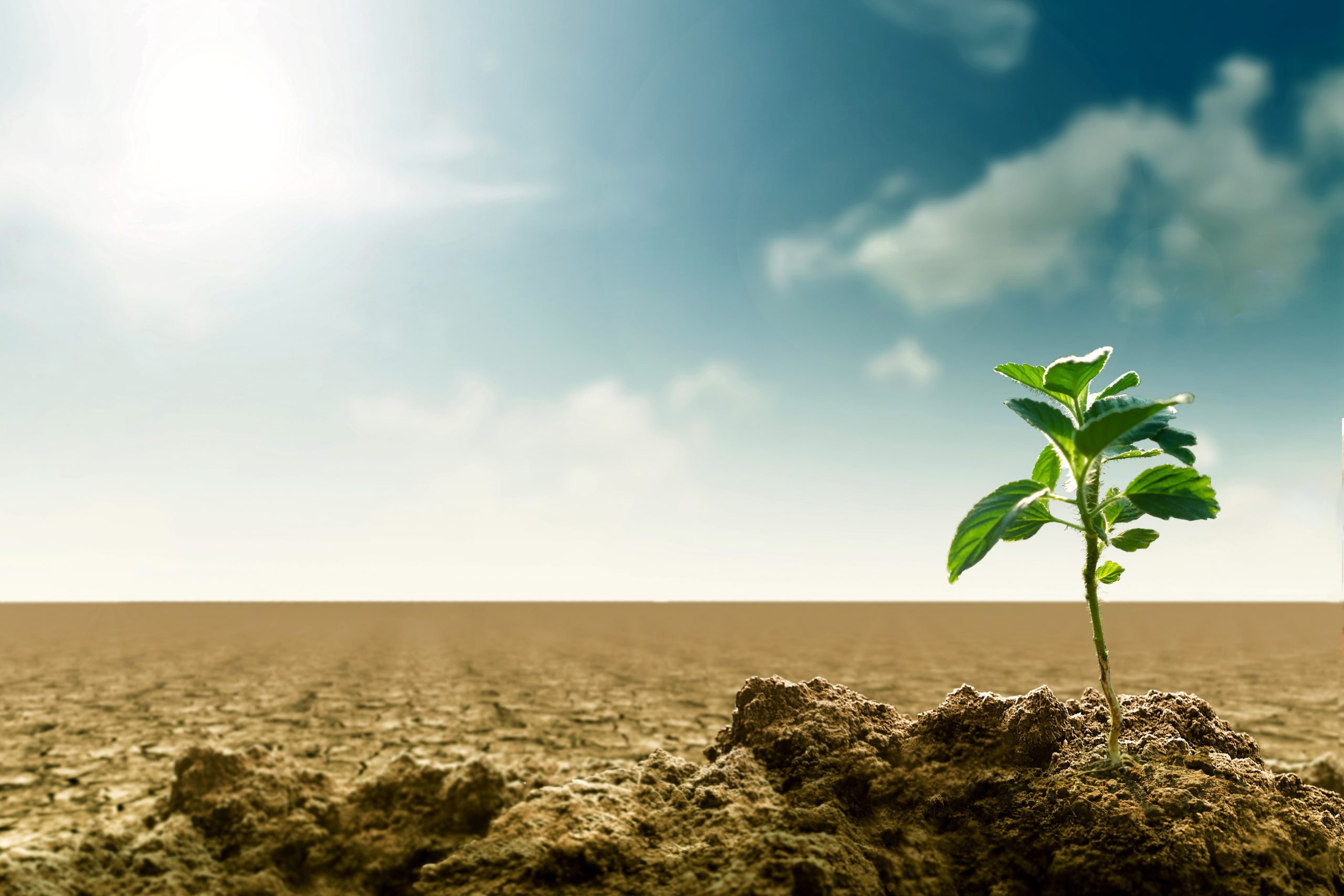 A new grown tree seedling. Great image for climate change, hope, sustainability, green planet and agriculture