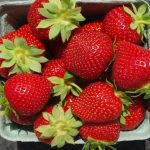 Nouvelle variété de fraise nommée AAC Audrey, d'après la petite-fille d'Andrew Jamieson.