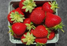 Nouvelle variété de fraise nommée AAC Audrey, d'après la petite-fille d'Andrew Jamieson.