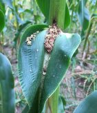 Pyrale du maïs résistante au Bt sur un plant de maïs en Nouvelle-Écosse en 2018.