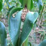Pyrale du maïs résistante au Bt sur un plant de maïs en Nouvelle-Écosse en 2018.