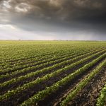 Gains sur les marchés des céréales