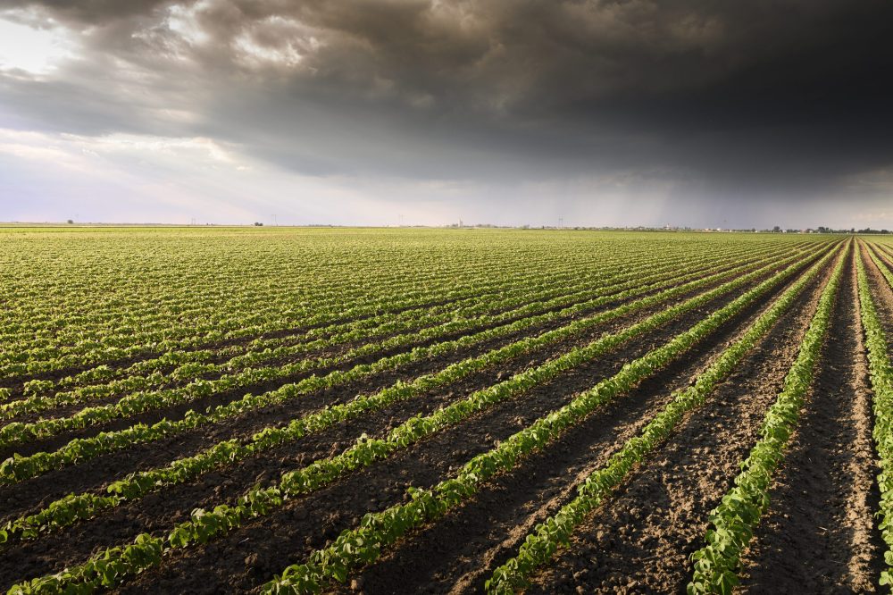 Gains sur les marchés des céréales
