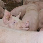 porc