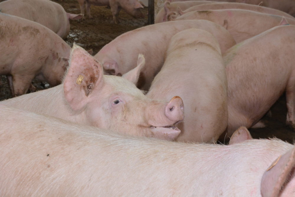 porc