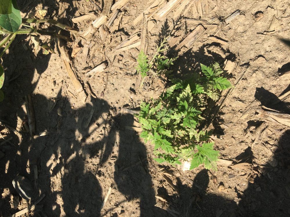 Phénomène étrange dans un champ de soya