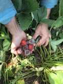Fraises endommagées par les conditions météo des derniers jours. Photo: Les Jardins La Martine