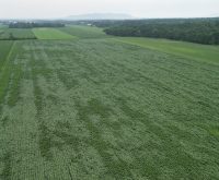 Une année de défis pour le maïs-grain