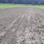 Des parcelles de champs montrent des plants de soya durement affectés par la pluie.