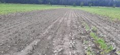Des parcelles de champs montrent des plants de soya durement affectés par la pluie.