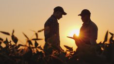 Plus d’appels auprès des travailleuses de rang