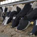 mycotoxines, vaches, alimentation