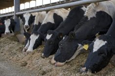 mycotoxines, vaches, alimentation