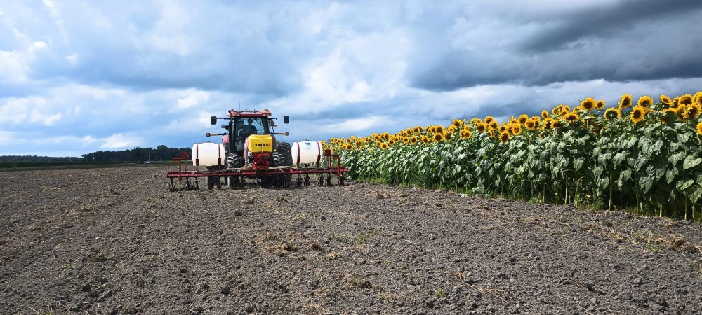 Préparation de la résilience hivernale de notre blé d’hiver sous l’œil incrédule des tournesols en pleine floraison.