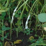Soya : retour de la moisissure blanche
