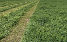Conseil d&rsquo;implantation de la luzerne pour une production optimale