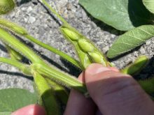 Soya, Montérégie centre-sud
Tournée 2023