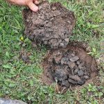 Les prairies sont desséchées par le manque d'eau.