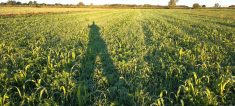 Un couvert végétal bonifié.
Le Sorgho et le tournesol percent en profondeur. La vesce, le soya fourrager captent l'azote.
La repousse du blé d'automne ajoute son grain de sel.
Plus grand que nature.