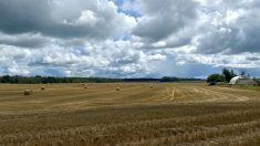 Il a fallu faire preuve de beaucoup de patience pour récolter les céréales à pailles.