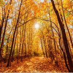 Météo: un automne chaud avec une surprise pour la fin