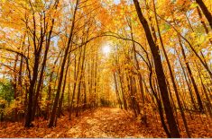 Météo : l’automne s’annonce doux