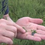 Graines d'herbe à poux immatures et donc impropres à l'analyse.