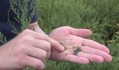 Graines d'herbe à poux immatures et donc impropres à l'analyse.