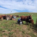 Vaches laitières : pratiques d’élevage en France