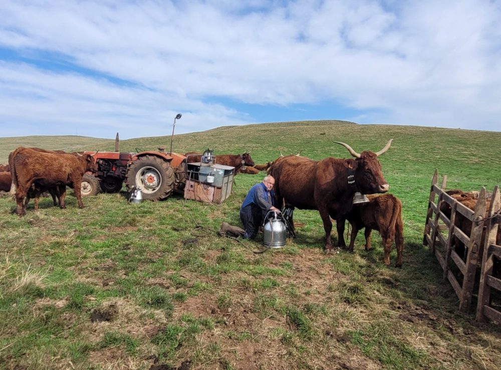Vaches laitières : pratiques d’élevage en France