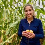 Quel est l’impact d’un gel hâtif sur le maïs ensilage?