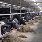 L’Efficience du méthane dans la race Holstein finaliste à l’international