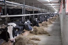 L’Efficience du méthane dans la race Holstein finaliste à l’international