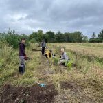 Plantation de haies-brise vent à la ferme Old Findlay Farm. 204 arbres seront plantés dans les espaces pré-creusés par les propriétaires de la ferme.