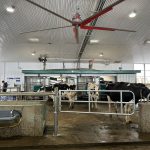 robot de traite, étable