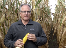 Quoi observer dans vos champs de maïs-grain avant la récolte?