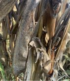 Champignons saprophytes sur des
feuilles de maïs matures