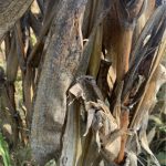 Champignons saprophytes sur des
feuilles de maïs matures