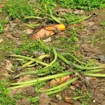 La pourriture du collet provoque l'effondrement complet de la plante entière et sa mort en peu de temps.